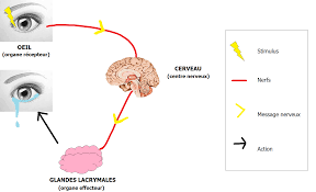 Différences entre bombe lacrymogène GAZ et GEL - Blog de Projet13