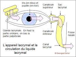 L'appareil lacrymal et la circulation du liquide lacrymal