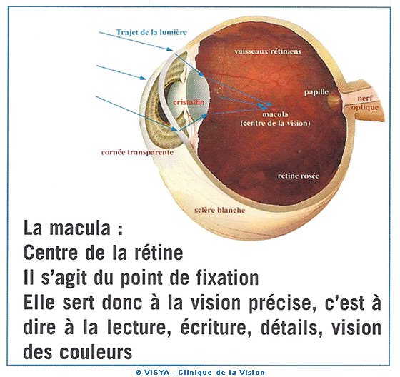 L'œil